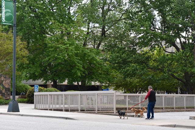 Man and Dogs in Motion