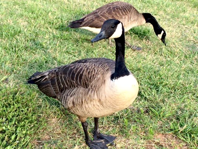 Formerly Canada Geese; Now, Greensboro Geese!