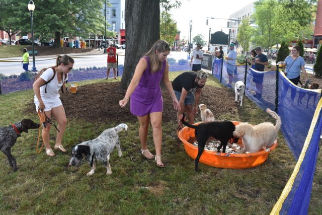 Pop-up Bark Park Downtown