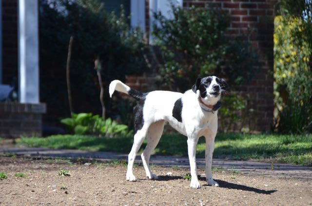 Canine of Lindley Park
