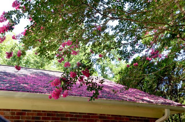 Crepe Myrtle