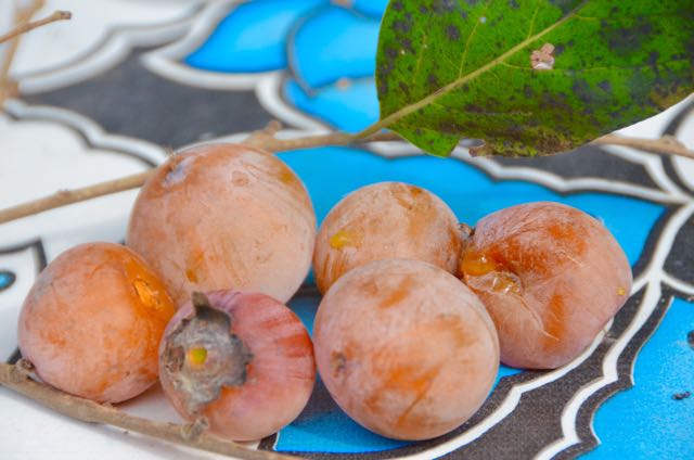Local Persimmons are Ripe!