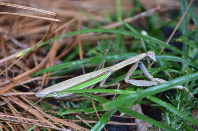 Praying Mantis 2015