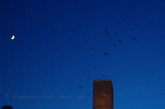 Chimney Swifts