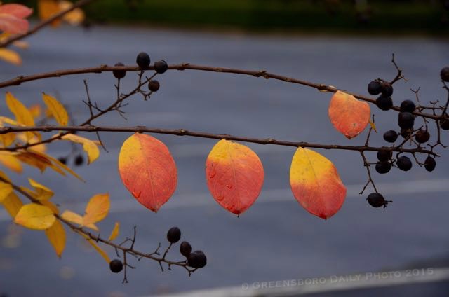 Crape Myrtle in Autumn