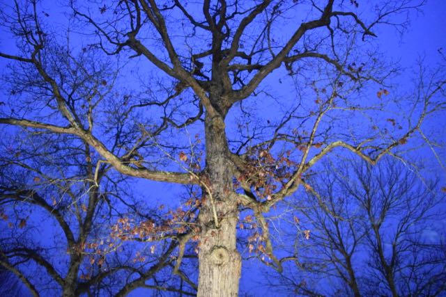 Greensboro’s Grand Oak Trees