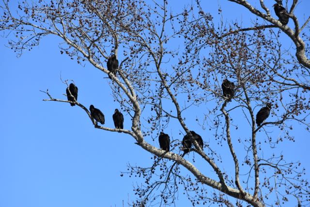 Black Vultures
