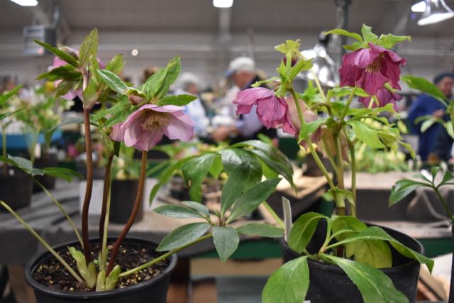 H is for Hellebores