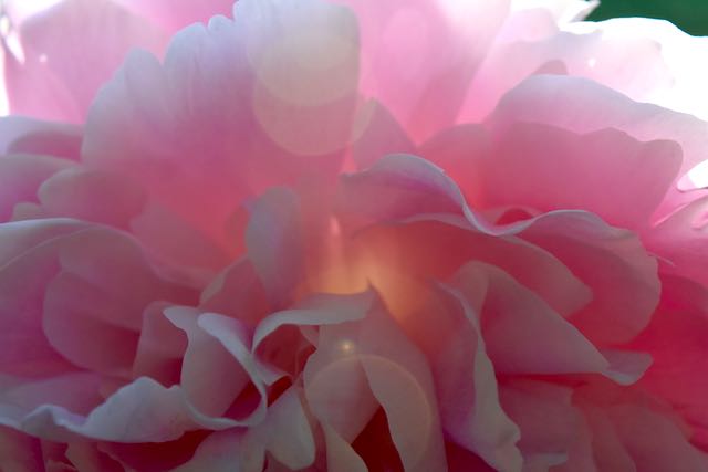 Peony Time in Greensboro