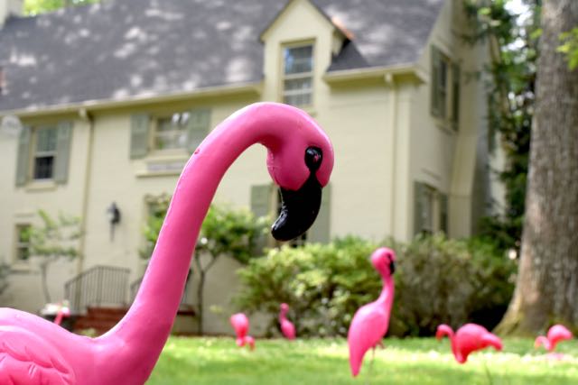 You’ve Been Flocked by Young Life
