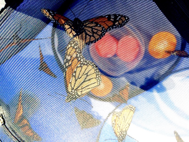 All-A-Flutter