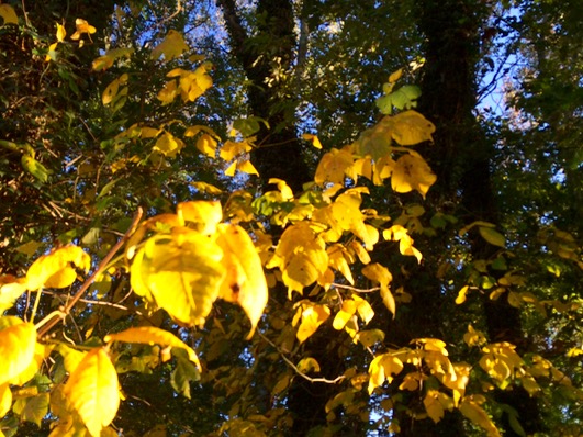 Fall Foliage