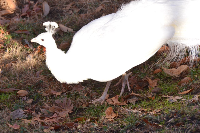 White Peacock