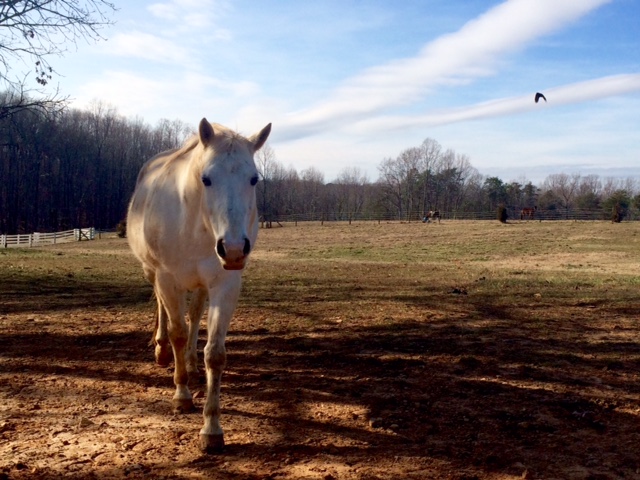 This Is Horse Country