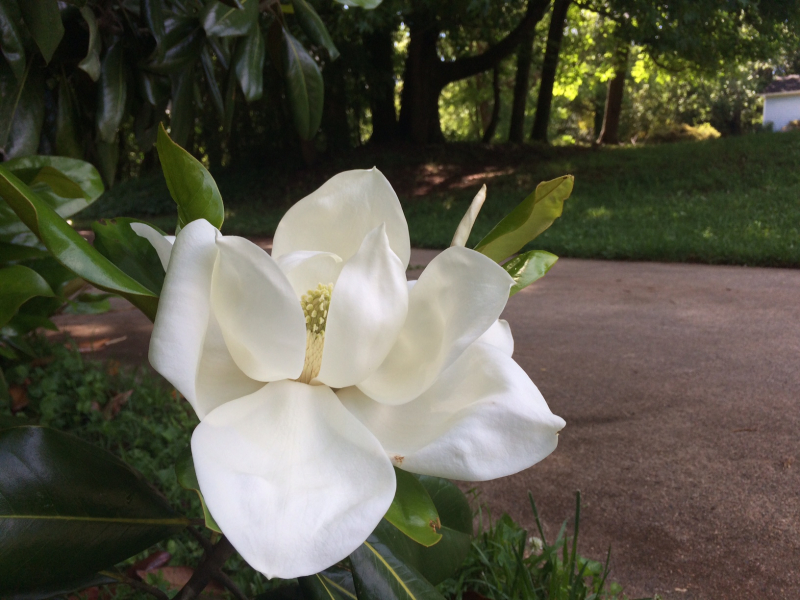 Magnolia Blossom