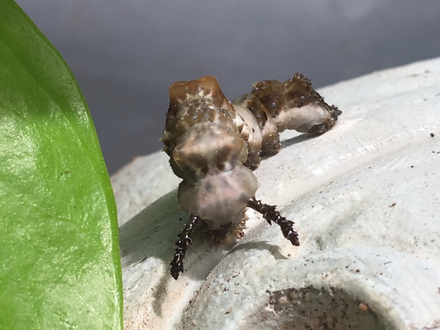 Name That Caterpillar