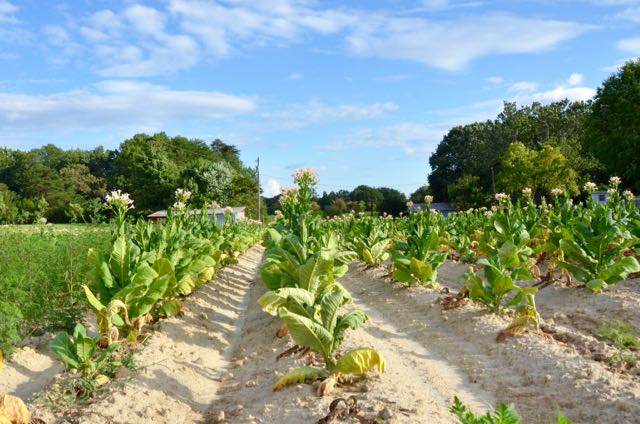 Tobacco Field