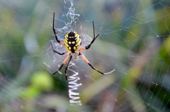 Spider Season