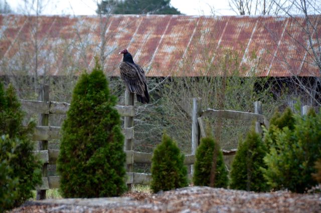 Winter Solstice & Turkey Vultures