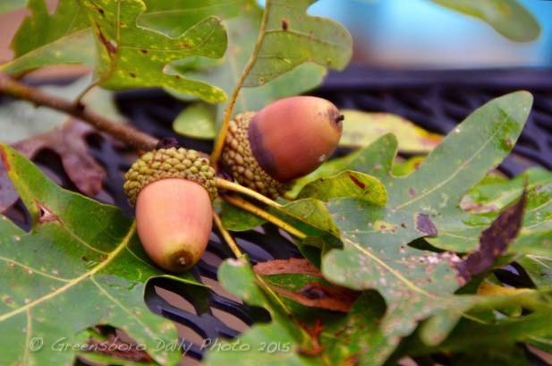 Acorns & Mature Trees