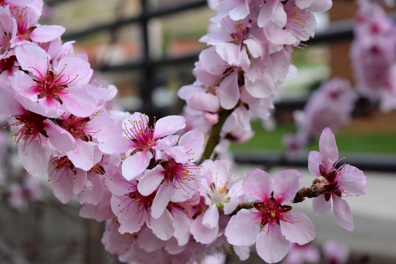 Spring Blossoms on St. Patrick’s Day