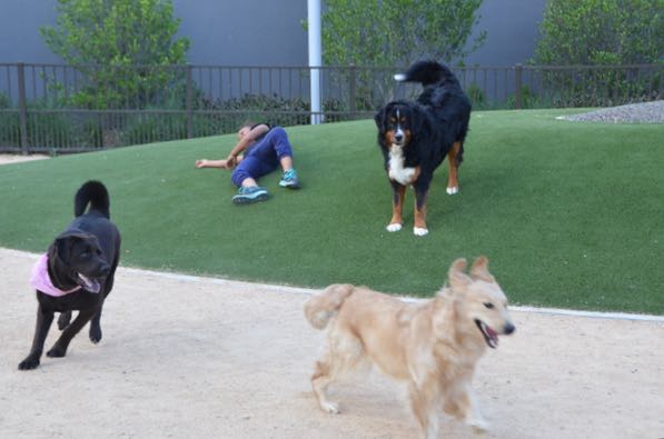 The Unbridled Joy of Dogs