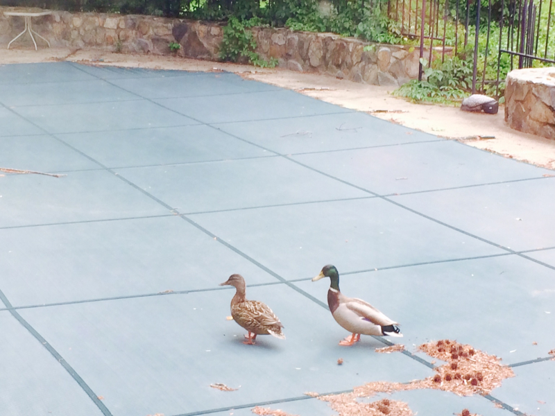 Duck Dynasty