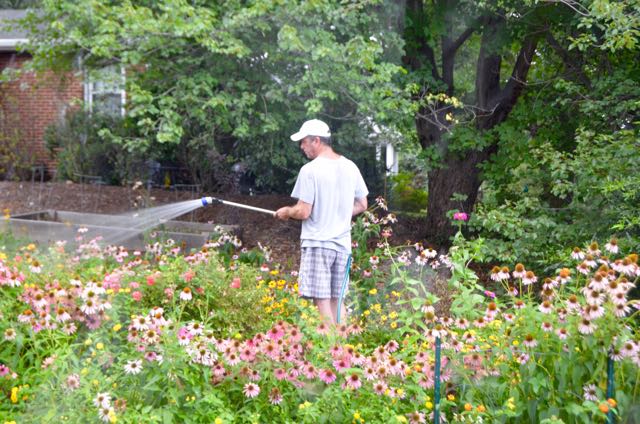 Flowers in Lindley Park