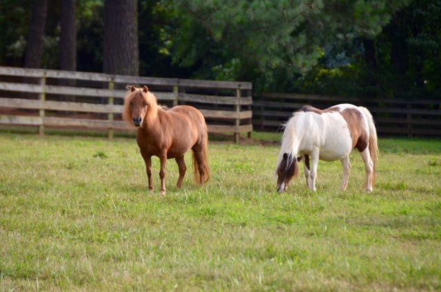 Miniature Horses