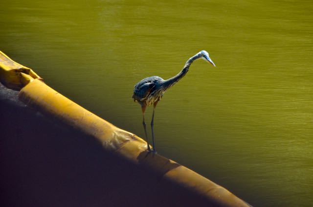 Blue Heron on Lake Brandt
