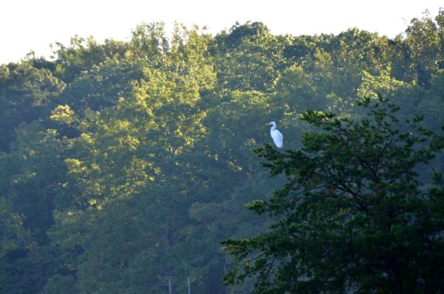 Great Egrets on Lake Brandt