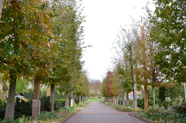 Pleached Hornbeam Walk at Paul J. Ciener Botanical Garden