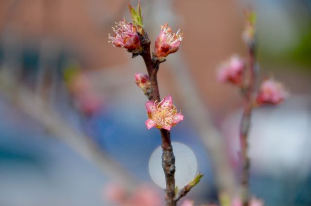 Spring Blossom Time