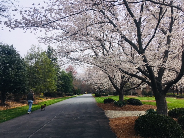 Spring Blossoms