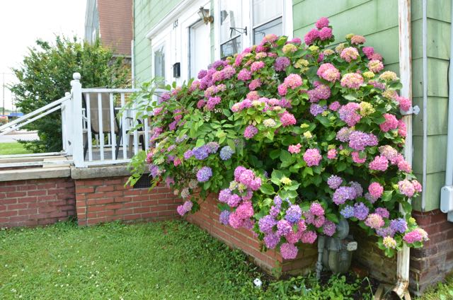 Hydrangeas Galore at 133 Paisley St.
