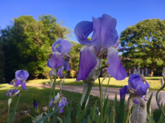 Iris Season in Greensboro