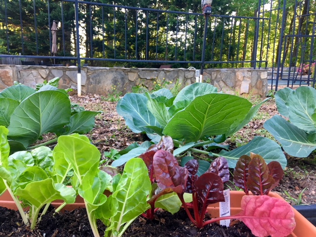 Cold Gardening in Greensboro