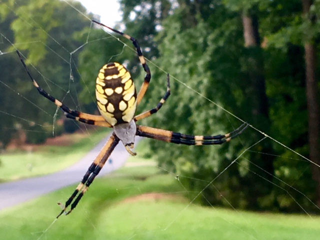 Time for Spiders and the Central Carolina Fair