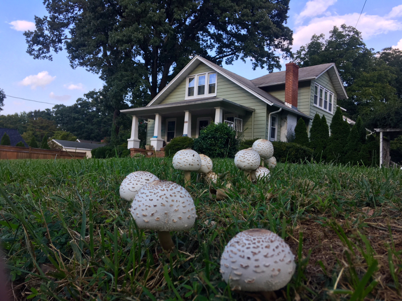 Howard Street, North of Spring Garden