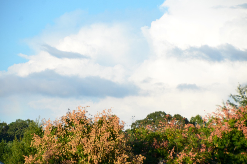 PEACE Festival @ First Friends Meeting