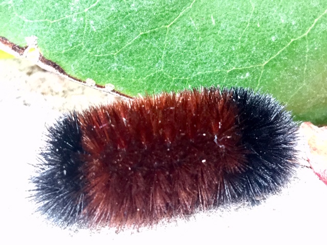 Woolly Worm Sighting in Greensboro
