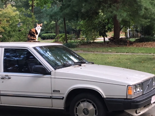 Cats of Greensboro