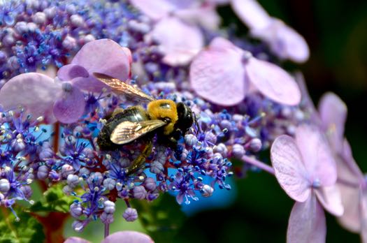 Bee Positive