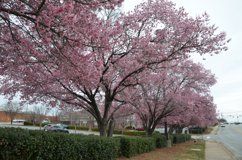 It’s Blossom Time in Greensboro