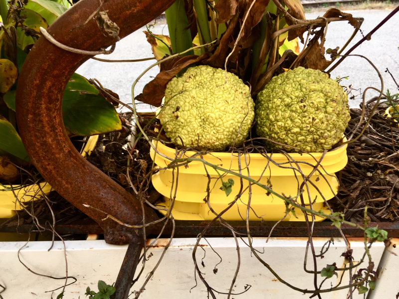 Osage Orange in Yellow