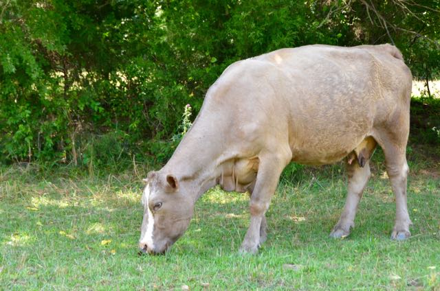 Cows of Greensboro