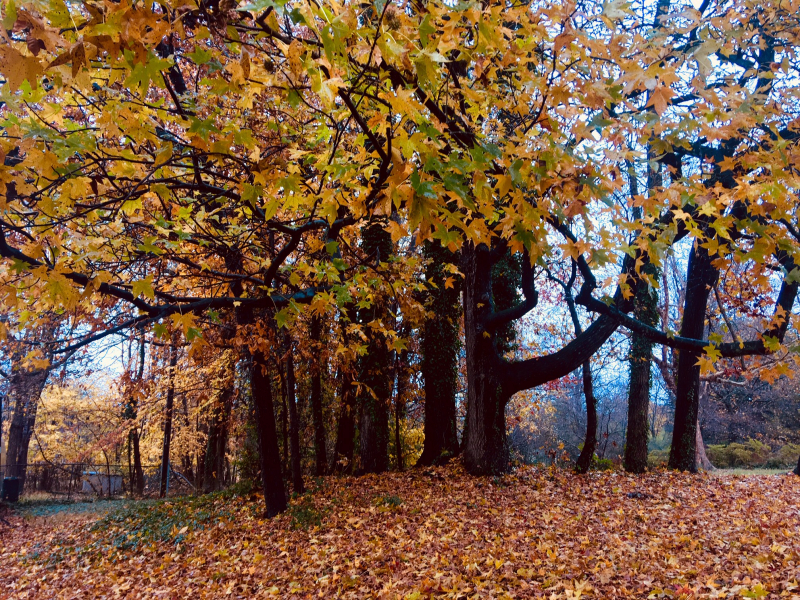 A Walk in the Woods; Time for Reflection