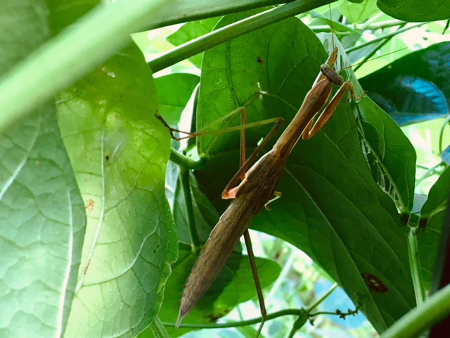 Carolina Mantis 2018