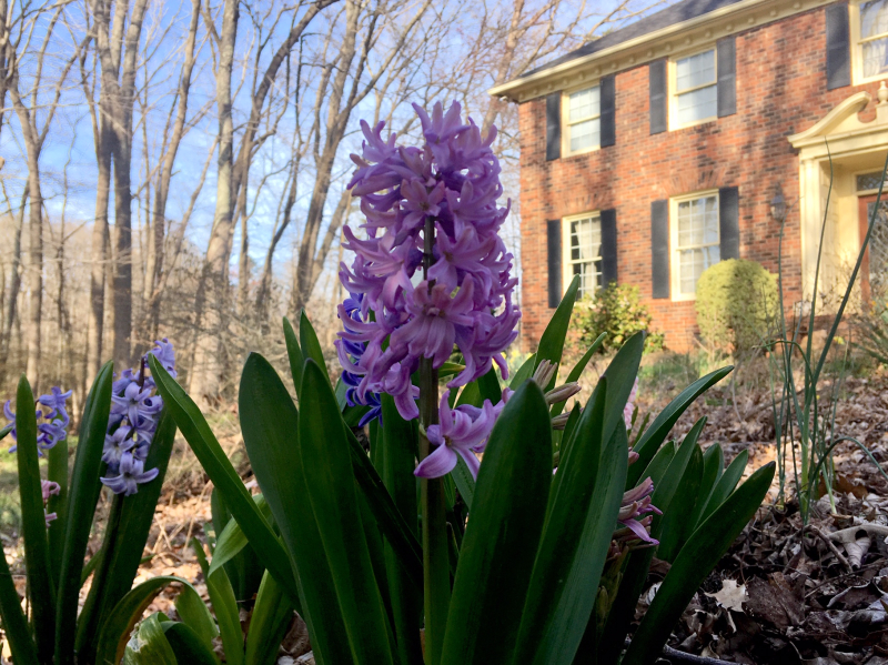 Hyacinth Time