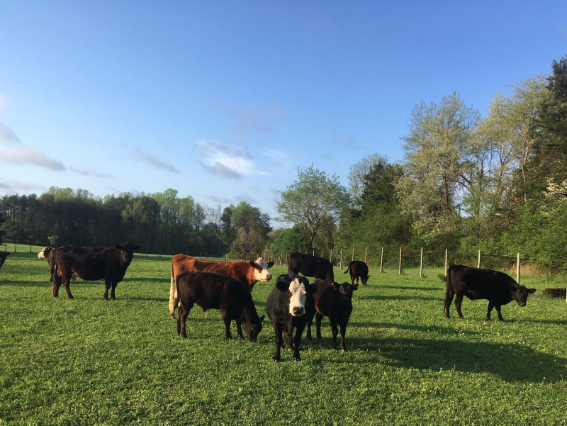 Field of Cattle